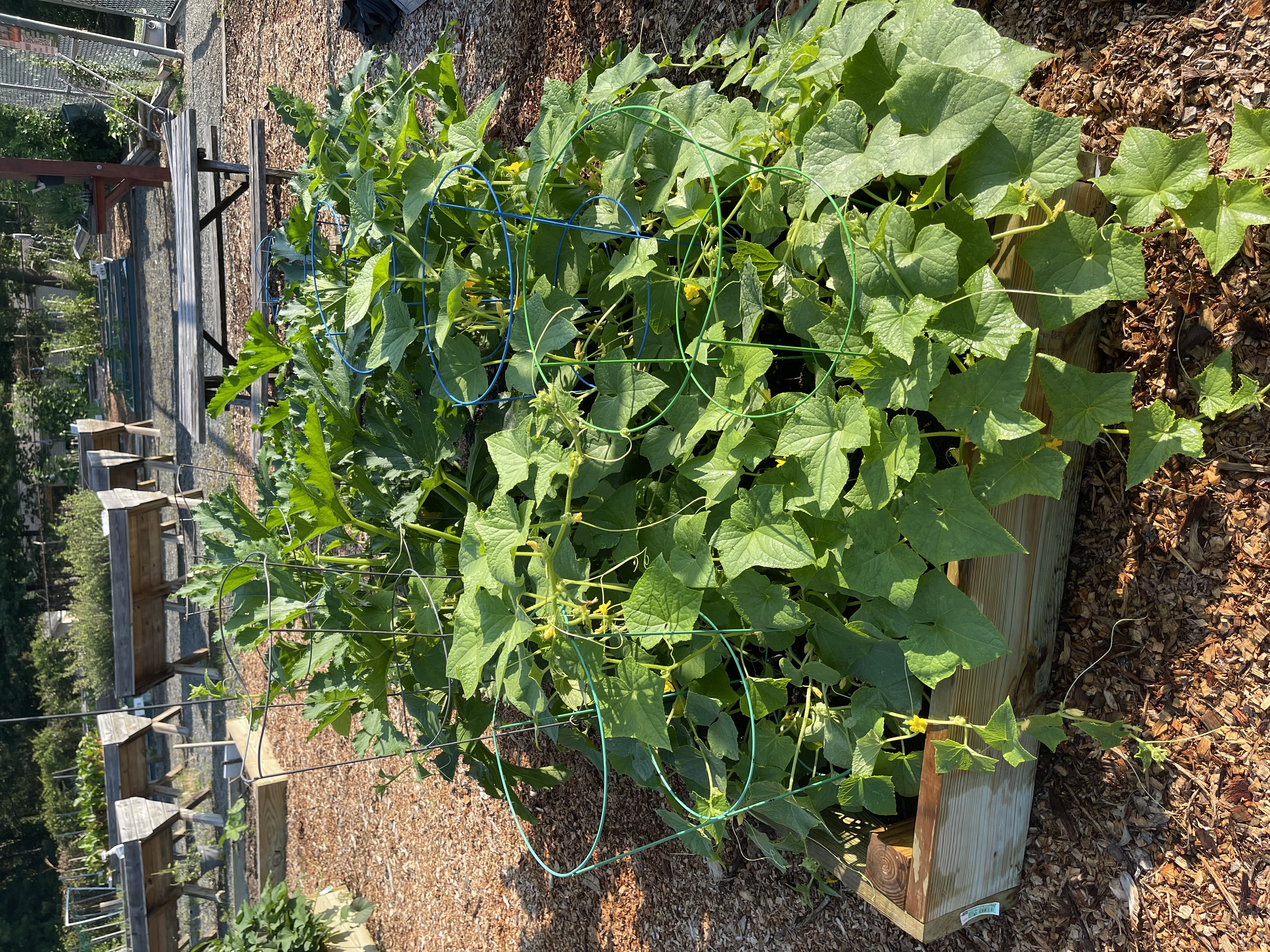 plants growing in a community garden